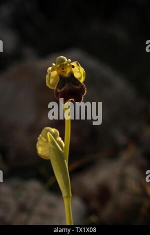 Orchidea arcobaleno cretese, , Ophrys iricolor ssp. Mesaritica Foto Stock