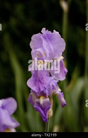 Bel fiore lilla che cresce in una foresta shot da su chiudi Foto Stock