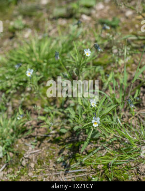 Campo di seminativi con ciò che si ritiene essere il vero campo Pansy / Viola arvense, piuttosto che croce con V. tricolore / Heartease. Potenziale di piante medicinali Foto Stock