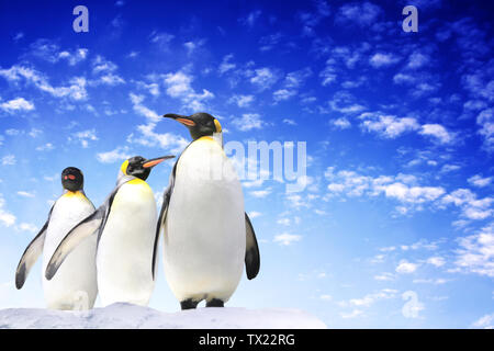 Banner orizzontale con tre pinguini imperatore sul cielo blu sullo sfondo. Copia spazio per il testo. Mock up modello Foto Stock