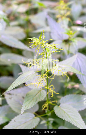 Urtica dioica anche chiamato ortica con fresche foglie verdi. Foto Stock