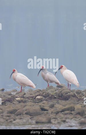 Crested Ibis (Nipponia nippon) gregge sulle velme di Yangxian, Provincia di Shaanxi, Cina Foto Stock