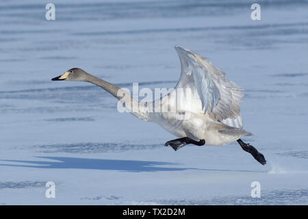 Giovani Whooper Swan (Cygnus Cygnus) racing attraverso il lago ghiacciato Kusshuro a decollare sull Isola Hokkaido, Giappone. Foto Stock