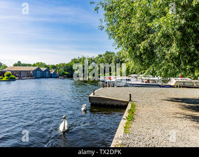 Noleggio di imbarcazioni e navi da diporto sul fiume Bure a Wroxham legato nel pubblico ormeggi nel parco su una luminosa e soleggiata giornata Foto Stock