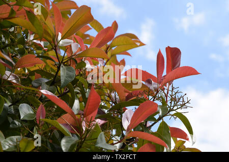 Photinia fraseri 'red robin' siepe, Sidcup Kent. Regno Unito Foto Stock