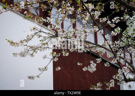 Fiori Ciliegio al tempio Hanshan a Suzhou Foto Stock