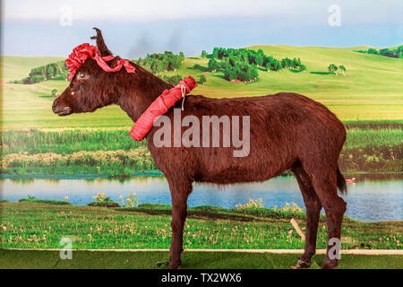 Un campione di un asino d'oca in Donga Jiao City Foto Stock