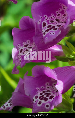 Foxglove (Digitalis purpurea), fiore dettaglio Foto Stock