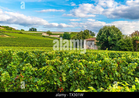 Vigneti di Bordeaux bellissimo paesaggio di Saint Emilion vigna in Francia nel giorno di sole Foto Stock