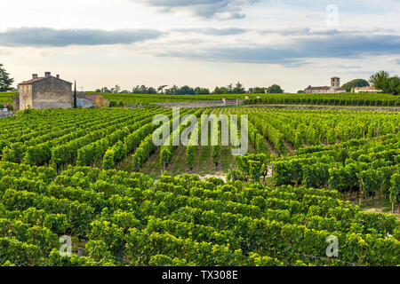 Vigneti di Bordeaux bellissimo paesaggio di Saint Emilion vigna in Francia nel giorno di sole Foto Stock