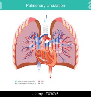 Spiegare il dovere di lavoro per il cuore e i polmoni applicare gas di ossigeno dall'ambiente nel sistema sanguigno del corpo umano e biossido di carbonio in Illustrazione Vettoriale