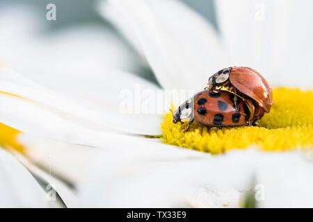 Due Asian lady coleotteri (Harmonia axyridis) coniugata sul fiore di una margherita (Argyranthemum frutescens), Hesse, Germania Foto Stock