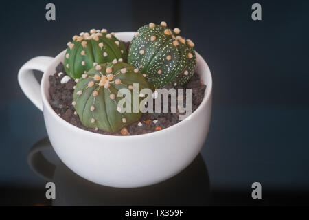 Il cactus astro miracolo in una tazza di bianco su nero di un tavolo di vetro. Foto Stock