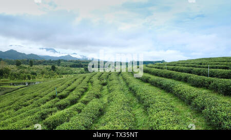 Paesaggi di verde la piantagione di tè tè oolong piantagioni. Chui Fong in Chiang Rai nel nord della Thailandia Foto Stock