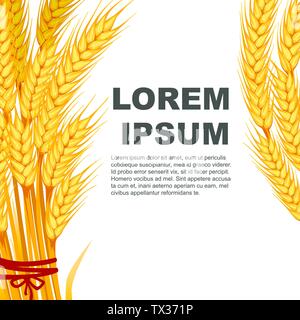 Due mazzetti di grano banner design con posto per testo piatto illustrazione vettoriale su sfondo bianco. Illustrazione Vettoriale