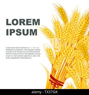 Due mazzetti di grano banner design con posto per testo piatto illustrazione vettoriale su sfondo bianco. Illustrazione Vettoriale