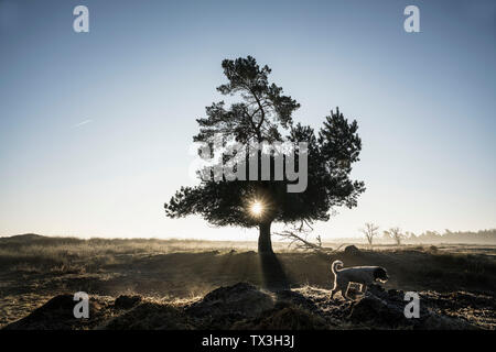 Cane a piedi passato idilliaco, back lit tree, Wiendorf, Mecklenburg, Germania Foto Stock