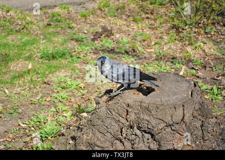 Black rook con blue eye cercando e sedersi sul legname segato ceppo di albero, prato con la prima molla erba sullo sfondo Foto Stock