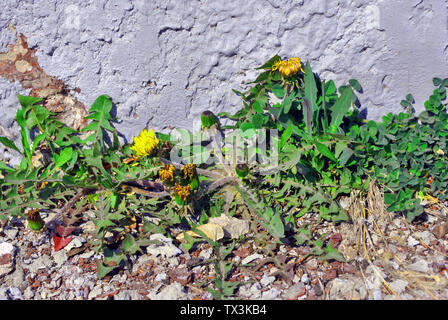 Il tarassaco piante da fiore con boccioli crescono in linea vicino a parete con intonaco bianco, sfondo orizzontale close up dettaglio Foto Stock