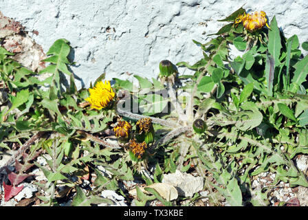 Il tarassaco piante da fiore con boccioli crescono in linea vicino a parete con intonaco bianco, sfondo orizzontale close up dettaglio Foto Stock