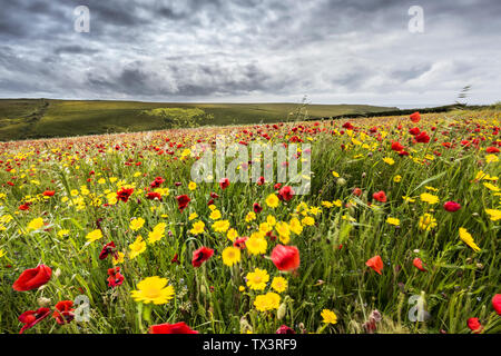 La spettacolare vista di un campo di papaveri comune Papaver rhoeas e mais Le calendule Glebionis segetum che si muovono nel vento e crescente su West Pentire Foto Stock