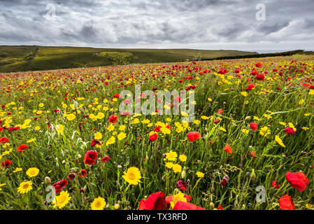 La spettacolare vista di un campo di papaveri comune Papaver rhoeas e mais Le calendule Glebionis segetum che si muovono nel vento e crescente su West Pentire Foto Stock