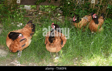 Vorwerkhuehner, gallus domesticus Foto Stock