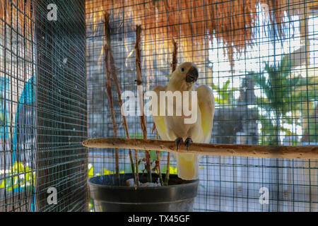 Grande pappagallo bianco. Cacatua alba il simpatico uccello. Kakaktua tanimbar o goffin cacatua cacatua goffiniana uccello in gabbia sulla sommità mordere il filo. Foto Stock