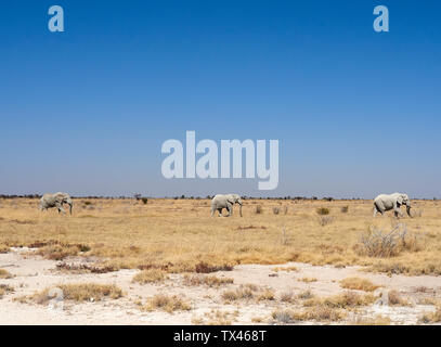 Africa, Namibia, Halali, il Parco Nazionale di Etosha, savana con un gruppo di elefanti a piedi Foto Stock