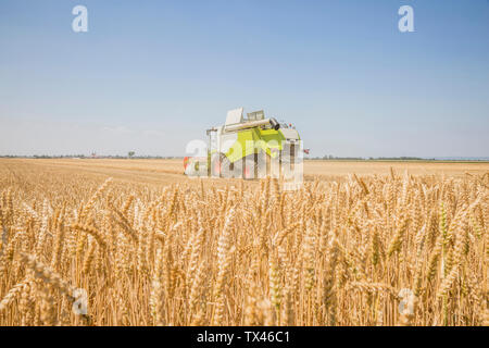 Austria, Burgenland, mietitrebbia su un campo di grano Foto Stock