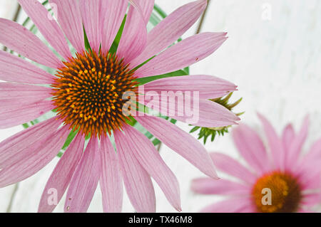 Purple coneflowers Foto Stock