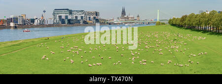 Germania, Colonia, in vista della città con il fiume Reno e il gregge di shep su Poller Wiesen in primo piano Foto Stock