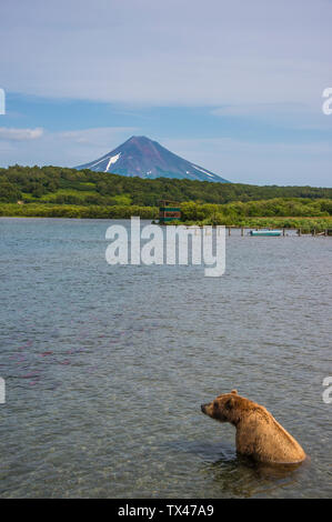 Russia, Kamchatka, Kurile lago, Kamchatka di orso bruno Ursus arctos beringianus, Ilyinsky vulcano sullo sfondo Foto Stock