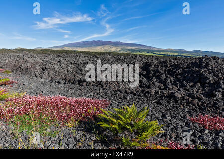 Stati Uniti d'America, Hawaii, vulcano Mauna Loa, campi di lava Foto Stock
