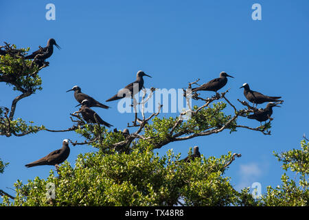 Polinesia francese, Tuamotus, Tikehau, Uccelli sull isola degli uccelli Foto Stock