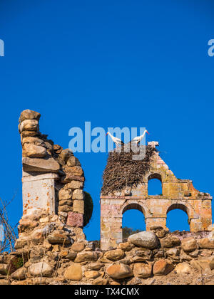 Spagna, Asturias, Camposolillo, Cantabrici, cicogne e cicogne nidificano su una chiesa rovina Foto Stock