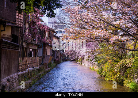 Giappone, Kyoto, Gion, case tradizionali di un fiore di ciliegio a Fiume Foto Stock
