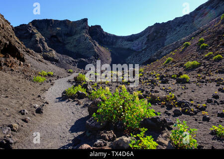 Spagna Isole Canarie Lanzarote, Los Volcanes Natura Park, Montana del Cuervo, Isole Canarie sorrel, Rumex lunaria, su una strada Foto Stock