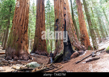 Uomo che guarda alla parte superiore di una sequoia a Sequoia National Park, Stati Uniti Foto Stock