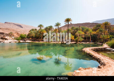 Arabia, Sultanato di Oman, palme nel Wadi Bani Khalid Foto Stock