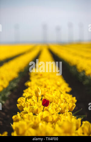 Germania, Tulipano giallo campo con singolo red tulip Foto Stock