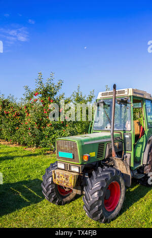 La Svizzera, Turgovia, raccolto apple Foto Stock