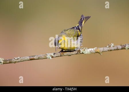 Eurasian Lucherino su ramoscello Foto Stock