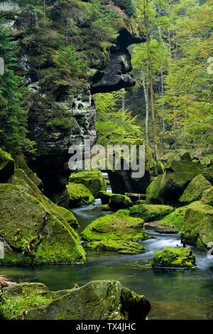 Repubblica ceca, della Svizzera boema, Ticha Souteska vicino Hrensko, Fiume Kamnitz nel Edmundsklamm con moss ricoperta di rocce di arenaria Foto Stock