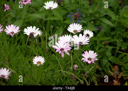 Osteospermum o giganti fiori a margherita Foto Stock