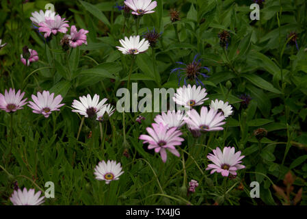 Osteospermum o giganti fiori a margherita Foto Stock