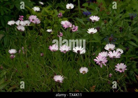 Osteospermum o giganti fiori a margherita Foto Stock