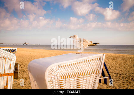 Germania, Usedom, Heringsdorf, Seagull sulla spiaggia con cappuccio sedia Foto Stock