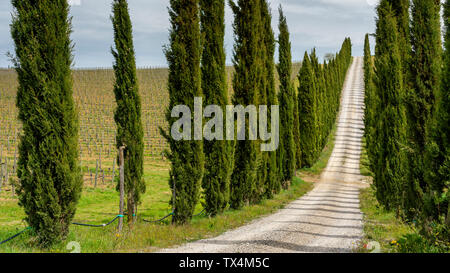 L'Italia, Toscana, vicolo del paese con cipressi Foto Stock