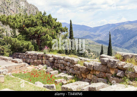 La Grecia, Delphi, fioritura di papavero in sito archeologico Foto Stock